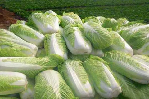 白菜什么时候播种最合适，白菜的种植条件