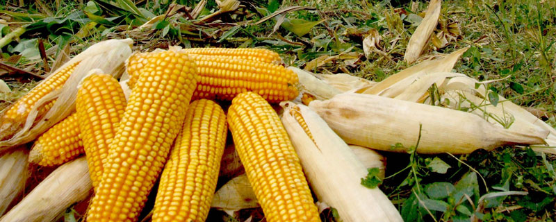 科沃674玉米种简介，注意防治病虫害