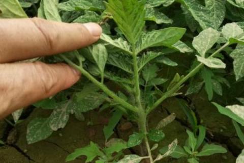 西红柿苗的打枝方法，有单干打枝、双干打枝及连续摘心打枝