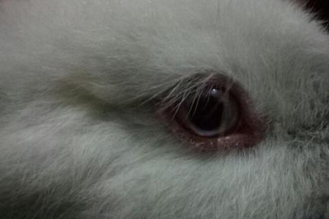 兔子眼睛充血的原因，可能是感染了螨虫