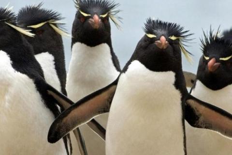 企鹅的寿命，平均寿命在10年左右