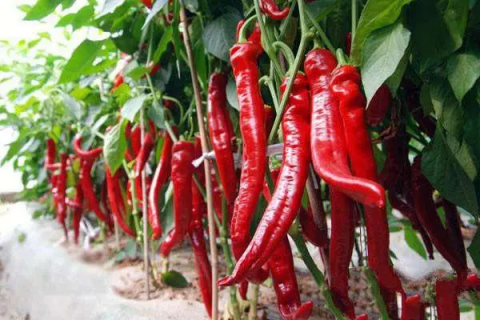 辣椒如何提高产量，防治病虫害