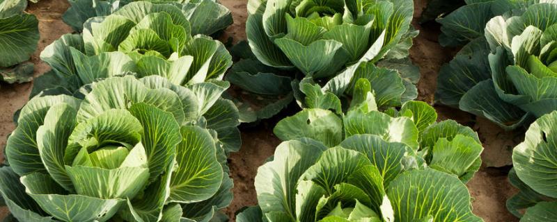 种白菜的方法，可以用点播种子或育苗栽植的方式