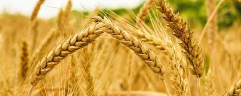 凌麦669小麦品种的特性，适宜播期10月中旬
