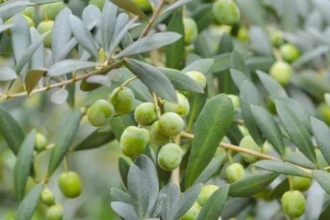 油橄榄的生长习性，适合生长在日平均气温18-24℃的区域