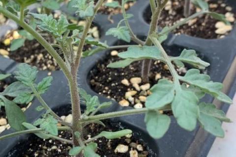 西红柿苗的打枝方法，有单干打枝、双干打枝及连续摘心打枝