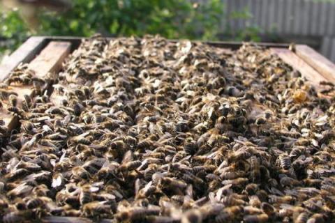 怎么让一脾蜜蜂春繁快，重点是保温和奖励饲喂