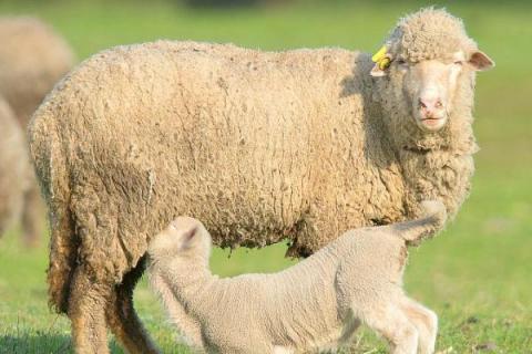 小羊有何特点，比其它家畜的适应性要强