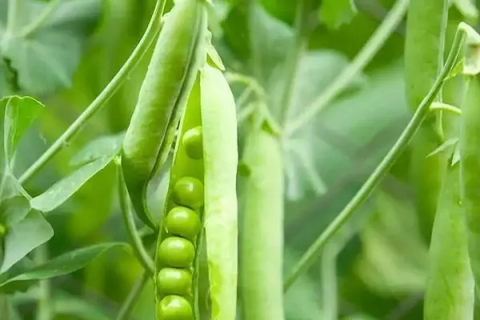 豌豆的栽种理论，优化豌豆种植
