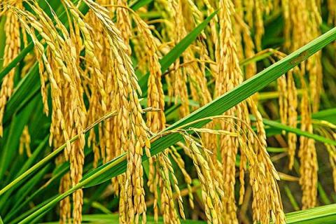 滇香紫1号（试验名称：滇香紫1号）水稻品种的特性，高抗白叶枯病