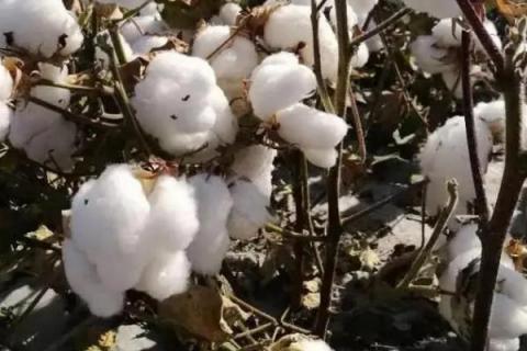 中棉所99001棉花品种简介，及时防治虫害