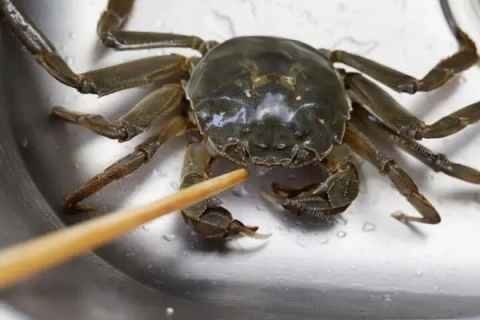 螃蟹在家里养活多久，专家教你延长螃蟹寿命