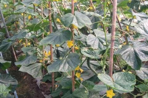 黄瓜的种植条件要求，喜欢生长在温暖的环境