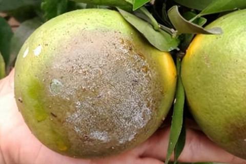 柑橘褐腐病怎么防治，禁止从疫区引进苗木和接穗