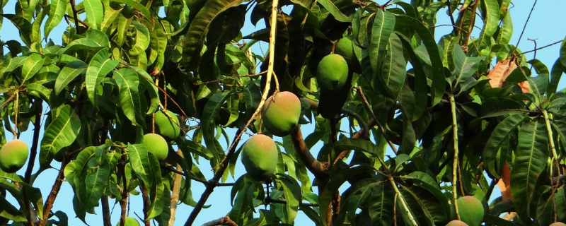 芒果种植技术