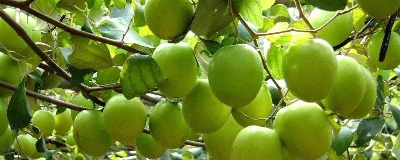 苹果青枣怎么种植，注意事项