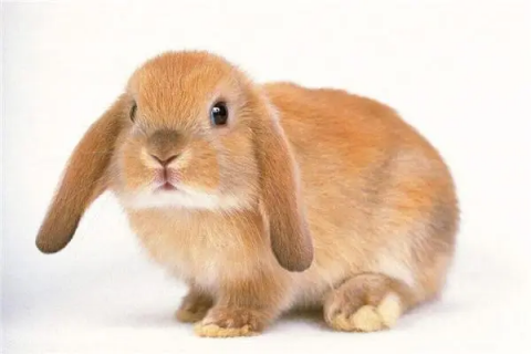 最凶的兔子种类，它们的名字都是什么