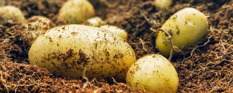 马铃薯施肥技术，在秋冬耕前施入充足的基肥