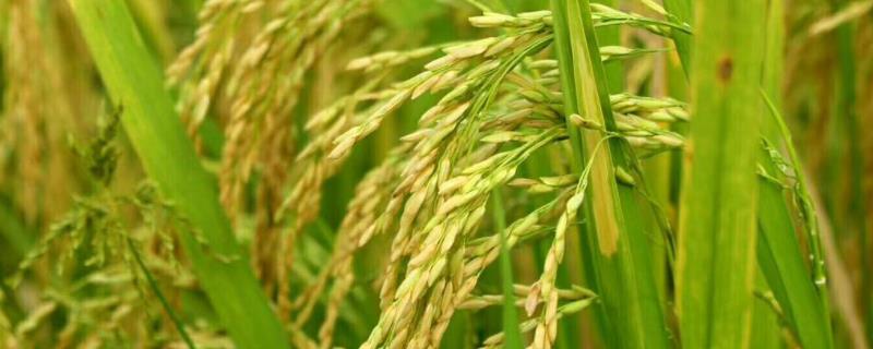 两优T31水稻品种的特性，中籼两系杂交水稻品种
