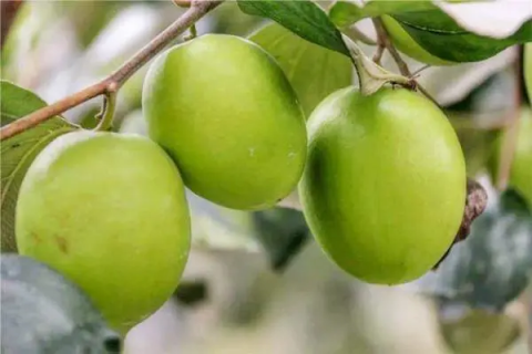 苹果青枣怎么种植，注意事项