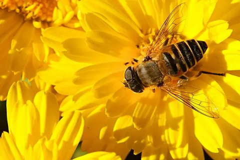 蜜蜂春繁怎样管理，有哪些技巧和注意事项