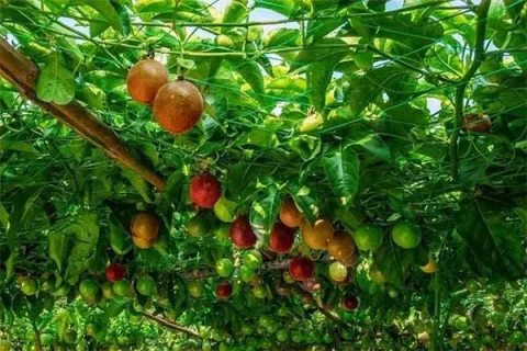 如何种植百香果