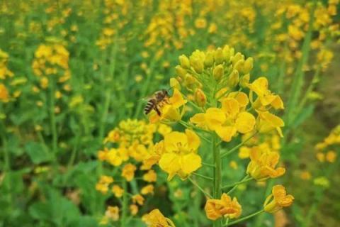 一亩油菜花能放几箱蜂，通常3亩养一箱蜂