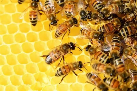 详解蜜蜂采蜜、制蜜过程