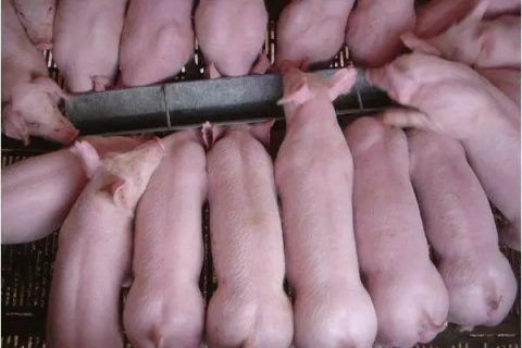母猪饲养管理技术，提高生产效率和健康