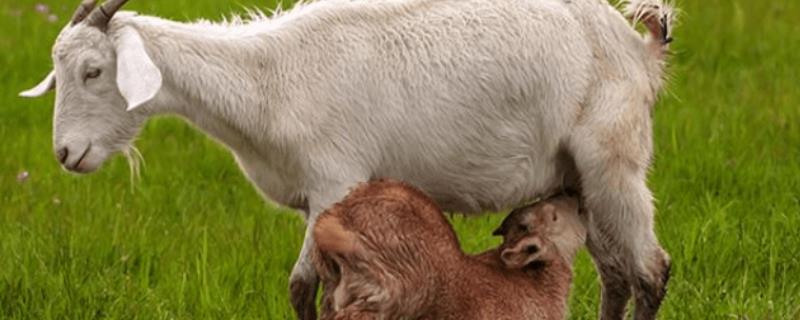 怎么喂羊下奶速度快，可以采用以下五种方法