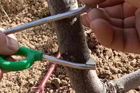 枣树的环割原理，是为了阻止树上部养分向根系输送