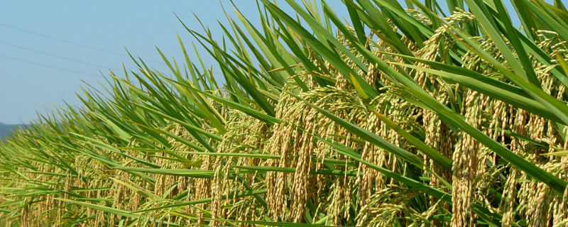扬籼优953水稻品种简介，每亩基本苗3万～4万