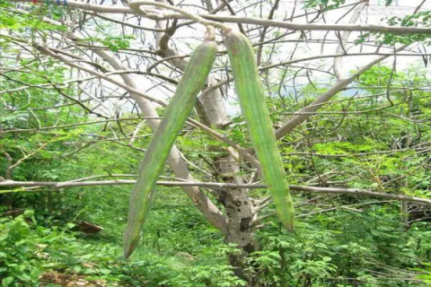 辣木树种植技术，如何成功种植辣木树