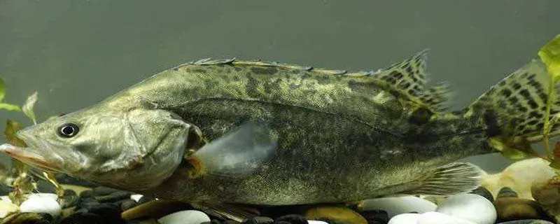 野生鳜鱼与饲养桂鱼，如何辨别野生鳜鱼与饲养桂鱼