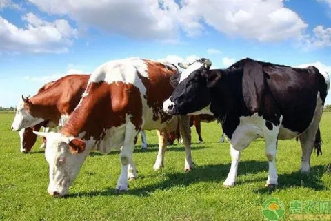 奶牛冬季防冻害处理措施，如何让奶牛健康过冬
