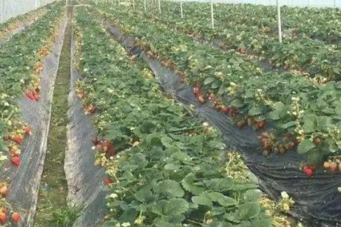 草莓果畸形发生的原因，主要是因为肥料施用不好