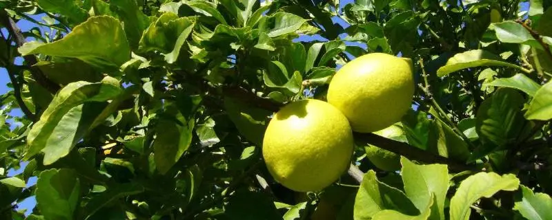 柠檬树适不适合北方种植，北方柠檬树种植的事项分析