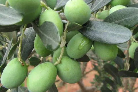 油橄榄种植条件，哪些地方适宜种