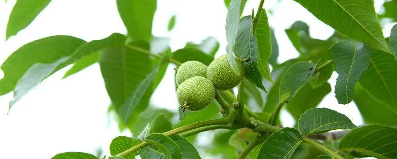 核桃树几年挂果，核桃树种植技巧及果实成熟周期