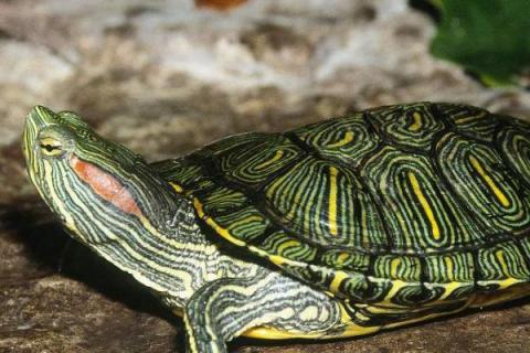 巴西龟要多久才成年，室内饲养需要3-4年