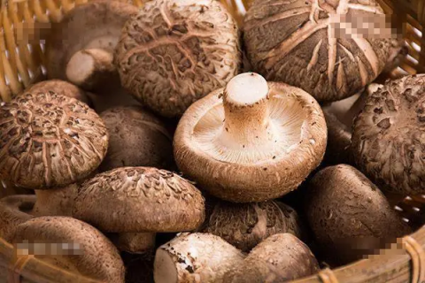 香菇种植技巧、市场前景和养殖方法