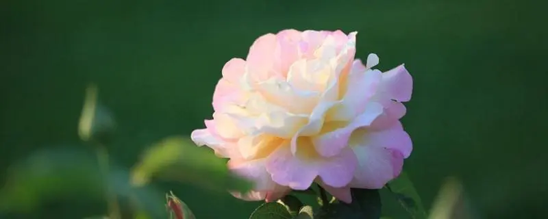 粉色龙沙宝石月季，稀有花卉品种介绍