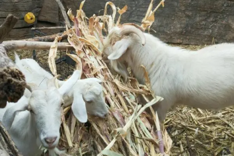 养羊新方法，草料转型方案