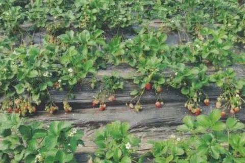 草莓炭疽病怎么防治，可选择抗病品种、避免重茬种植
