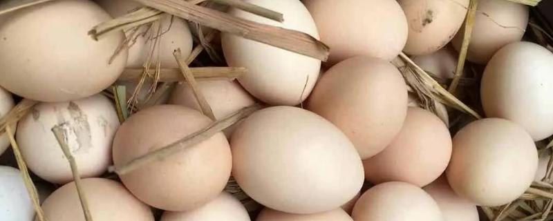 如何鉴别土鸡蛋和洋鸡蛋，个头、颜色等均不同