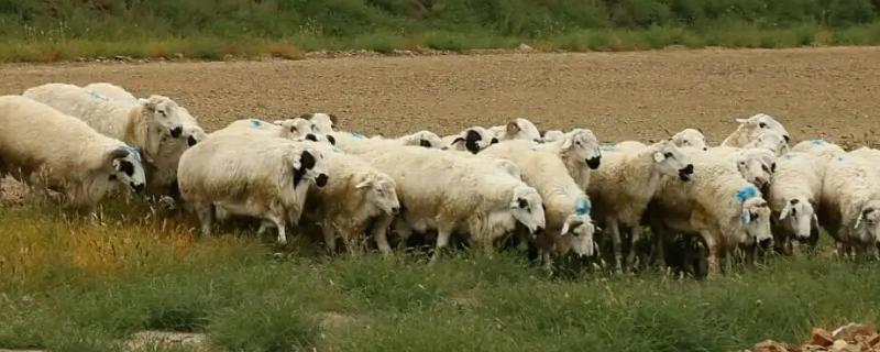 养羊有哪些注意事项，羊舍要注意防寒保暖