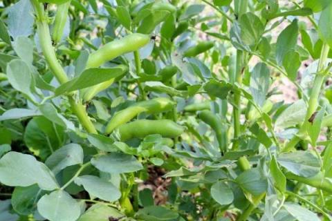 蚕豆的种植方法，春播一般在3月中下旬至4月上旬播种