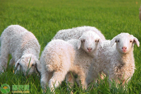 养羊新方法，草料转型方案