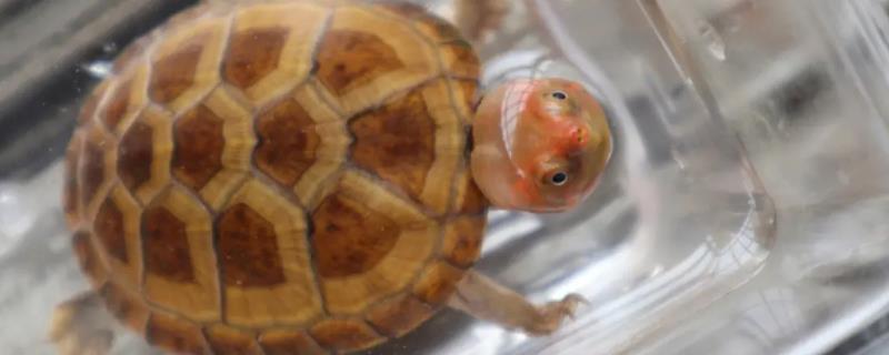 红面蛋龟的外形特点，背甲椭圆形、脸部具红色花纹