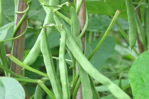 地芸豆怎样种植，最佳生长温度是多少度